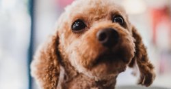 Shocking photo of 250 poodles caked in their own filth crammed inside tiny home