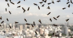 Flying Ant Day to arrive 'earlier than ever' due to warmer weather